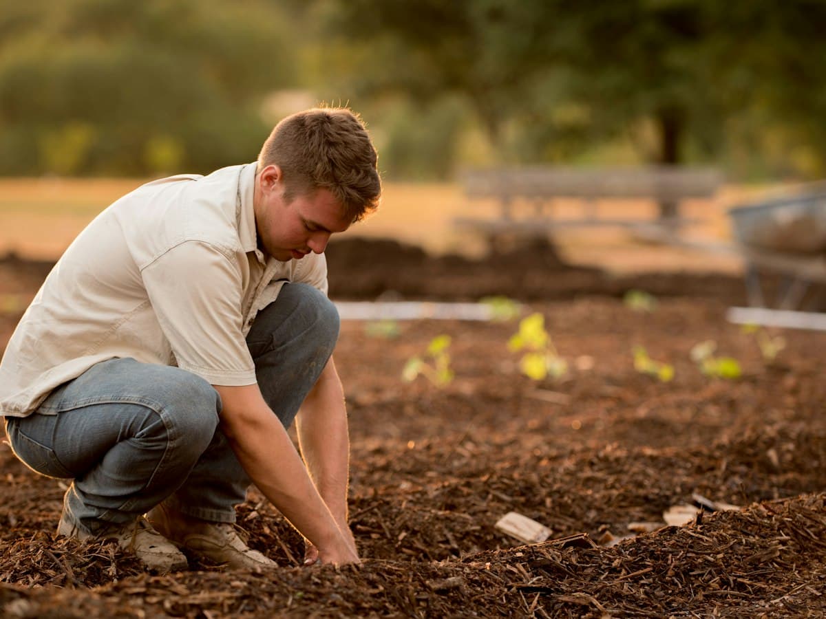 A young farmer crouching in the soil to plant seedlings in warm evening light